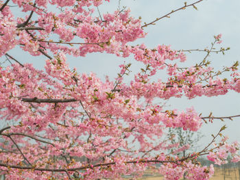 Low angle view of pink cherry blossoms in spring