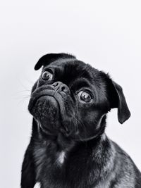 Close-up of a dog looking away against white background