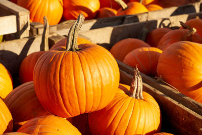 Halloween pumpkins in wooden boxes on the market.