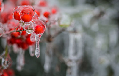 Close-up of frozen red berries during winter