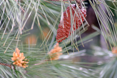 Close-up of plants