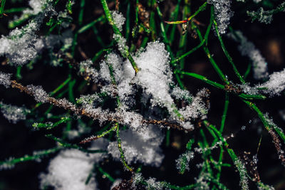 Close-up of frozen plant