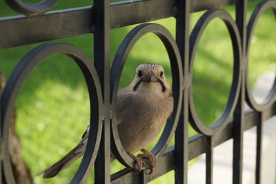 Close-up of a bird looking away