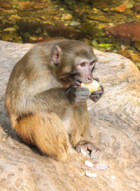 Monkey sitting on rock