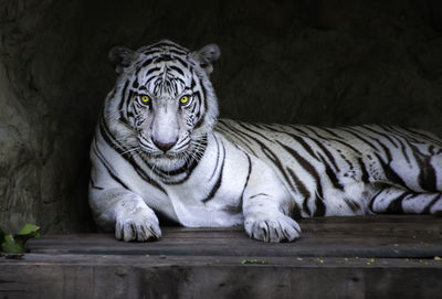 Portrait of white tiger lying on wood against rock formation at zoo