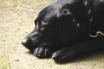 Black dog lying on a field