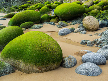 Fresh green plants and rocks in garden