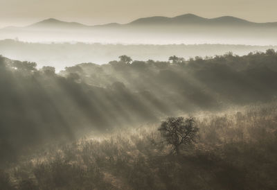 Trees on landscape against sky during foggy weather