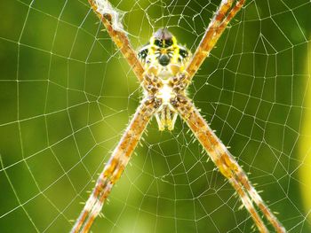 Close-up of spider on web