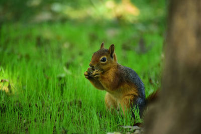 Squirrel on a field