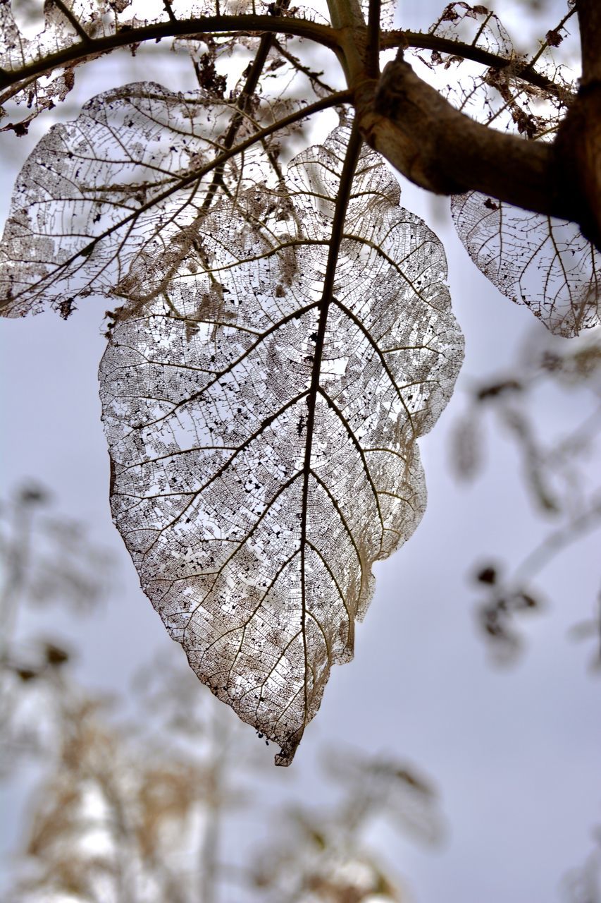 winter, branch, tree, plant, nature, frost, leaf, spring, snow, twig, cold temperature, beauty in nature, freezing, close-up, flower, no people, focus on foreground, outdoors, day, ice, tranquility, frozen, plant part, fragility, sky, autumn, blossom, bare tree, growth, environment, low angle view, sunlight, macro photography, selective focus, white