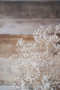 Close-up of plants against blurred water