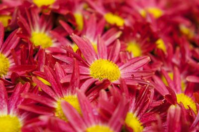 Close-up of yellow flowering plants