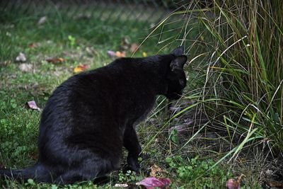 Black cat in a field
