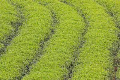High angle view of crops on field