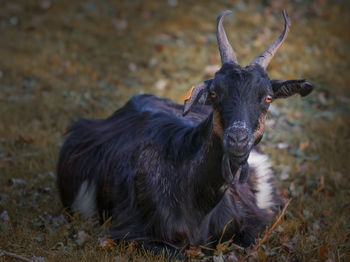 Portrait of an animal on field