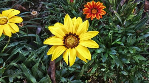 Close-up of yellow flowering plants