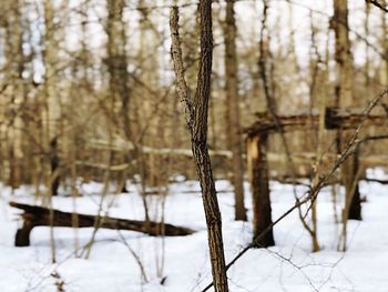 Close-up of frozen plant on snow covered land