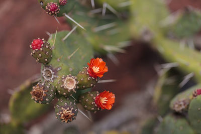 Close-up of flowers growing on plant