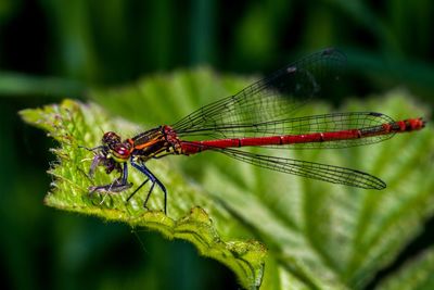 Close-up of dragonfly on plant