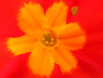 Macro shot of red flower