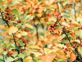 Close-up of hawthorn leaves on tree