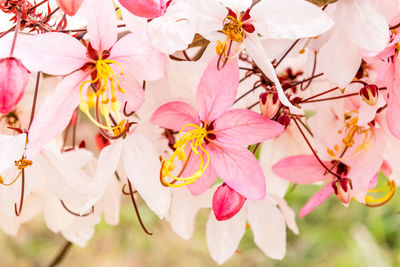 Close-up of pink cherry blossoms