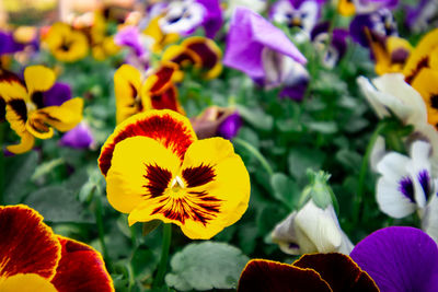 Close-up of yellow flowering plant