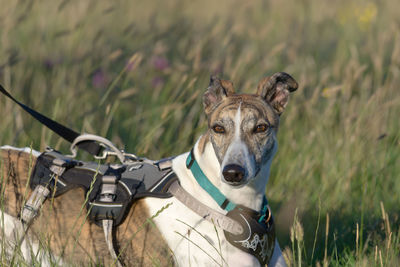 Medium upper body horizontal portrait of pet greyhound dog at sunset in a meadow. lying down