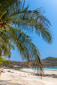 Palm trees on beach against clear sky