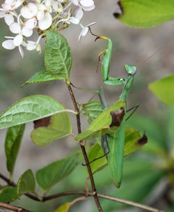 Close-up of insect on leaves