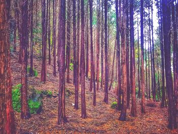 Trees growing in forest