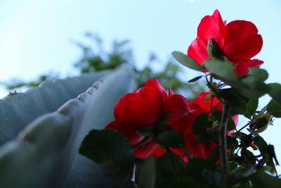 Close-up of red flower