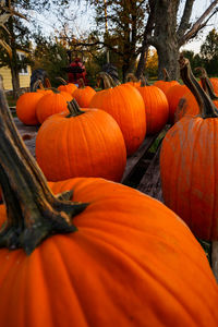 View of pumpkins on field during autumn