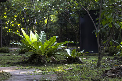 Plants and trees in park