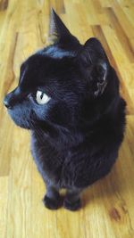 Close-up portrait of black dog