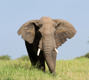 Close-up of elephant on land against sky