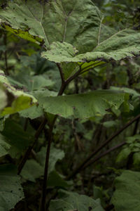 High angle view of leaves on plant