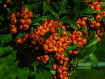 Close-up of red leaves