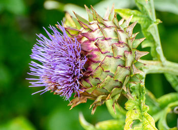 Close-up of purple thistle flower