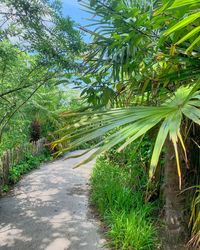 Road amidst trees