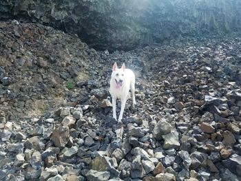 High angle portrait of horse on rock