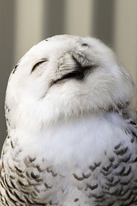 Close-up of a bird