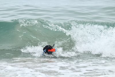 Rear view of man surfing in sea