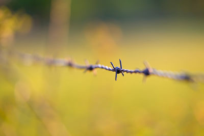 Close-up of barbed wire