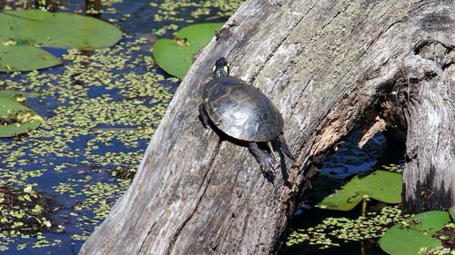 Close-up of turtle on tree trunk