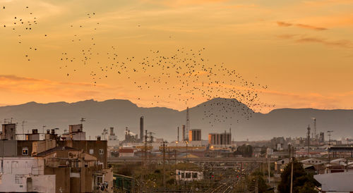 Birds flying over city against sky during sunset