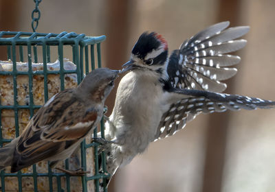 Birds in conflict, sparrow and woodpecker battle over food