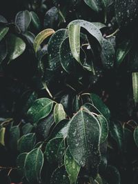 Close-up of raindrops on leaves