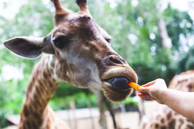 Cropped hand of woman feeding giraffe